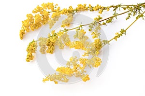 Yellow Bedstraw Galium Verum Flowers isolated on white Close-Up