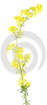 Yellow bedstraw & x28;Galium verum& x29; isolated on white background. Medicinal plant