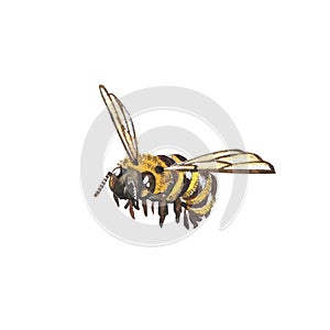 Yellow bee with detailed isolated on white background. Watercolor hand draw realistic insect llustration. Art for design