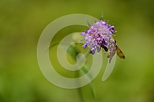 Yellow bee on purple flower.