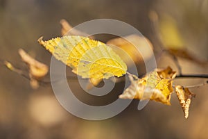 Yellow beech leaf. Colorful foliage in the park. Falling leaves natural background. Autumn season concept