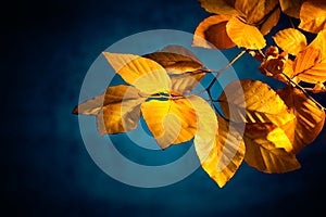 Yellow beech leaves in autumn, on dark blue background
