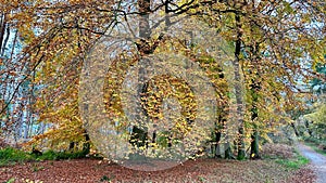 Yellow beech tree in a forest at fall