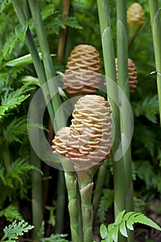 Yellow Beehive ginger plants with green stalks