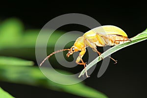 Yellow beetle