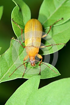 Yellow beetle