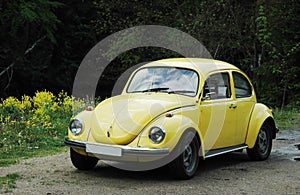 Yellow beetle