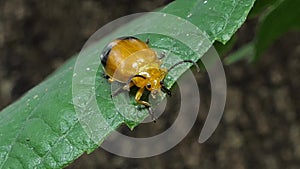 Yellow beetle on leaves in tropical rain forest.