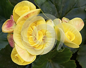 Yellow begonia flowers closeup photo