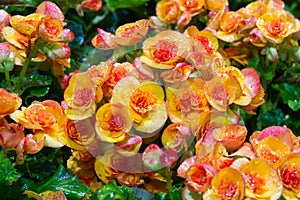 Yellow Begonia flowers in the garden