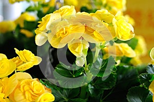 Yellow Begonia