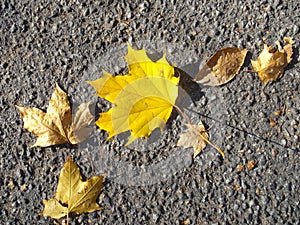 Yellow and beige maple leaves on gray asphalt. Autumn