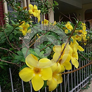 Yellow bell flowers and shrub over white fence