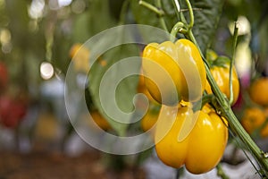 Yellow bell pepper background in Fram photo
