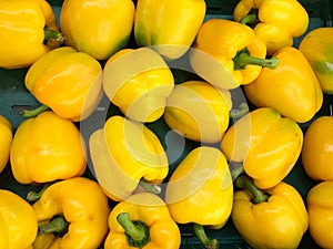 Yellow Bell Pepper