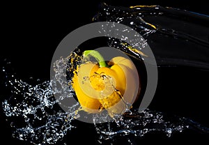 Yellow bell pepper with water splash on black