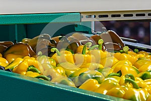 Yellow bell peppers on a conveyor belt