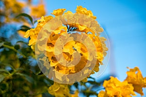 Yellow bell, Yellow elder, Trumpet Bush tree bouquet leaf