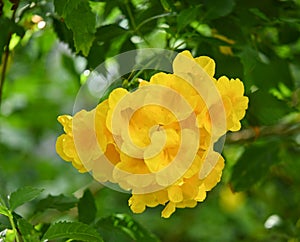 Yellow bell or Yellow elder or Trumpet vine in green view