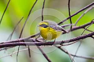 Yellow-bellied Fantail