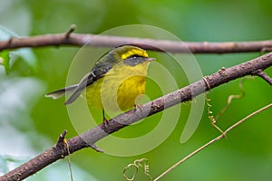 Yellow-bellied Fantail (Chelidorhynx hypoxantha)