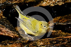 Yellow-bellied Flycatcher