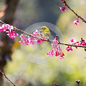 Yellow bellied flycatcher bird on Wild Himalayan Cherry tree in