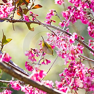 Yellow bellied flycatcher bird on Wild Himalayan Cherry tree in