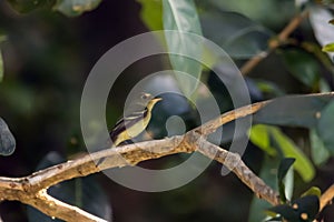 Yellow-bellied flycatcher, Empidonax flaviventris, in a tree