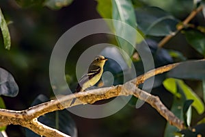 Yellow-bellied flycatcher, Empidonax flaviventris, in a tree