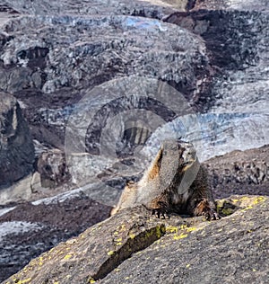 Yellow-bellied marmot