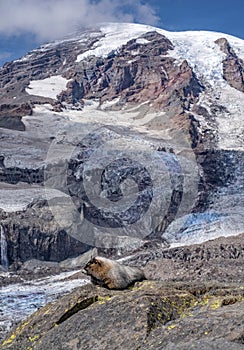 Yellow-bellied marmot