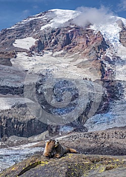 Yellow-bellied marmot