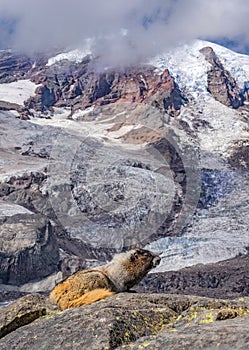 Yellow-bellied marmot