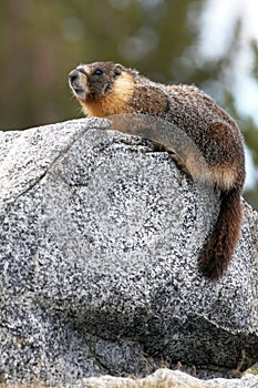 Marmota 