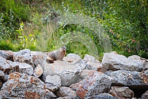 yellow-bellied marmot