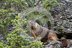 Yellow bellied Marmot