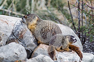 Yellow Bellied Marmot