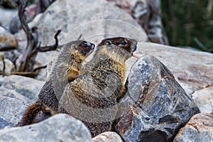 Yellow Bellied Marmot