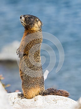 Yellow-bellied marmot