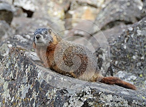 Yellow-bellied marmot