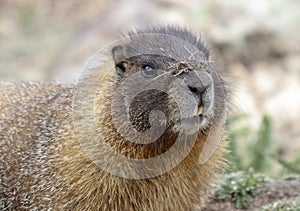 A Yellow-bellied Marmot with a Filthy Nose