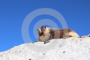 Yellow-bellied marmot Marmota flaviventris