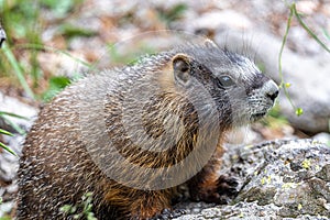 Yellow-bellied Marmot Marmota flaviventris