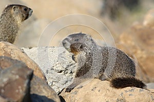 Yellow-Bellied Marmot - Marmota flaviventris