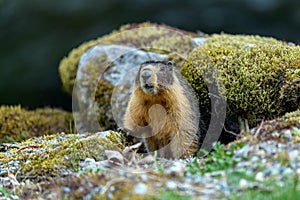 Yellow-bellied marmot Marmota flaviventris, also known as Rock Chuck, looking out of the entrance of its burrow