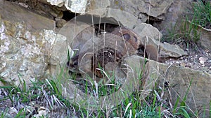 The yellow-bellied marmot Marmota flaviventris near a hole in the rocks of the mountains, Utah