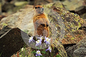 Yellow-bellied Marmot in the Rocky Mountains in Colorado