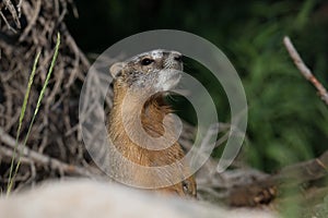 Yellow Bellied Marmot standing at attention