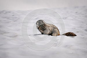 Yellow-bellied Marmot surfacing from it`s burrow in the snow Mount Rainier National Park